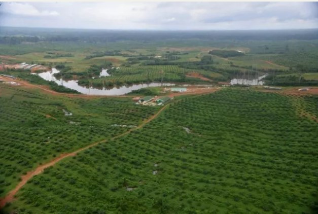 Oil palm Plantations and Water Grabbing